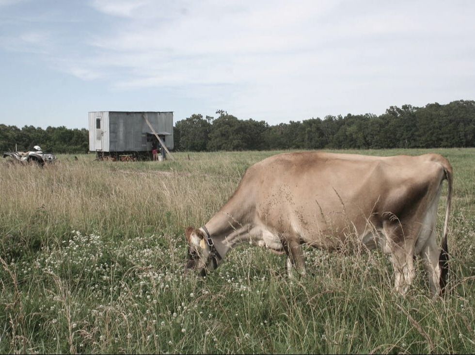 Cow Grazing in Field with Mobile Chicken Coop