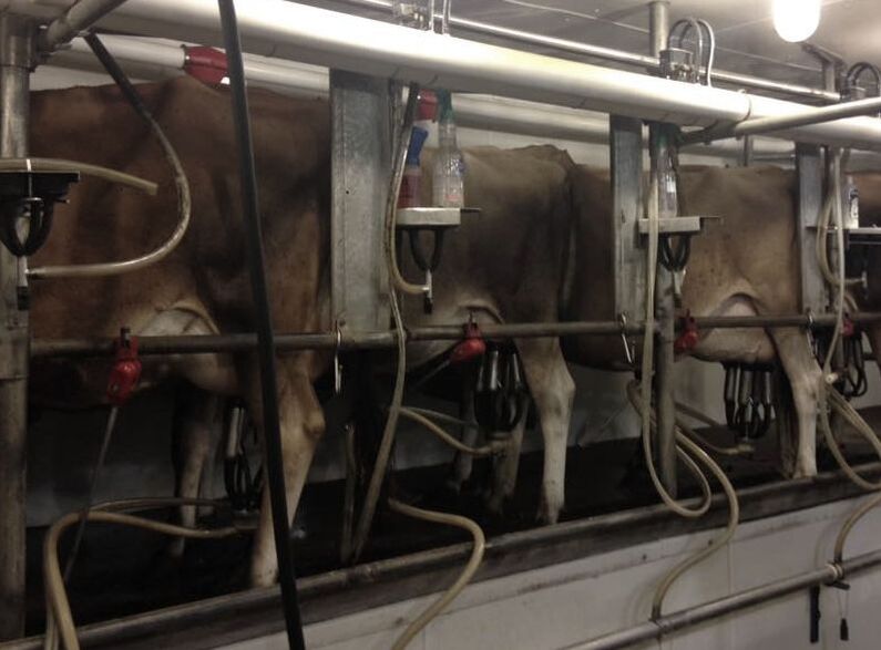 Cows Milking in Milk Parlor 